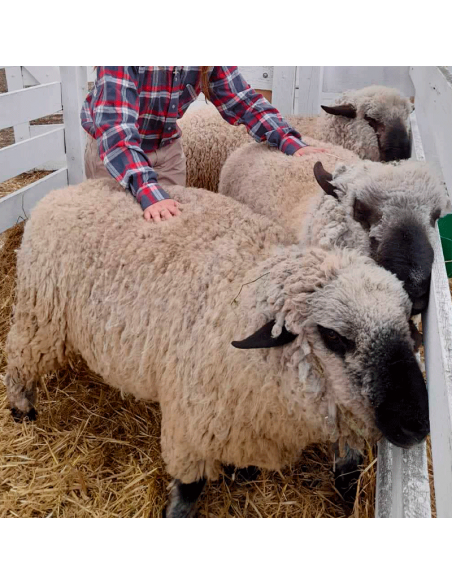 Lote de carneros Hampshire Down puros