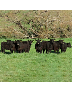 Lote de vacas y vaquillonas Angus preñadas