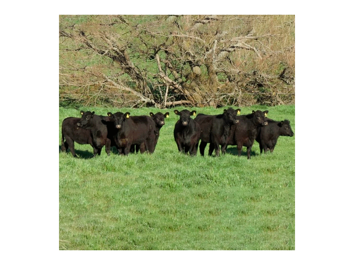 Lote de vacas y vaquillonas Angus preñadas