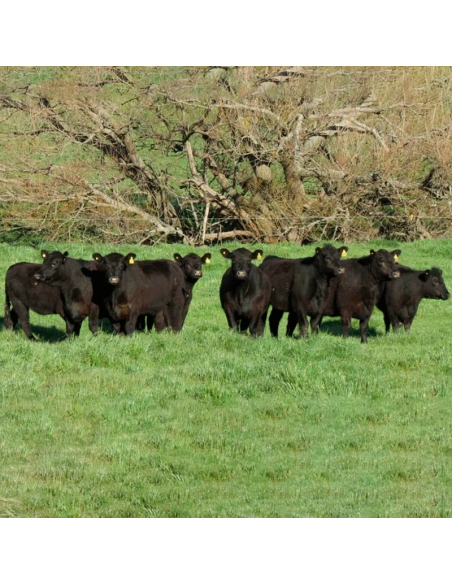 Lote de vacas y vaquillonas Angus preñadas