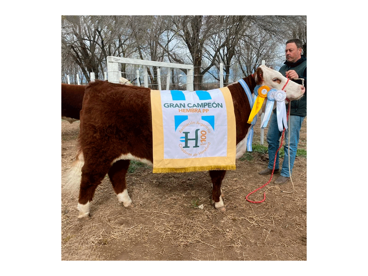 Donante Hereford Txapel X186 Basko Faroltok X126