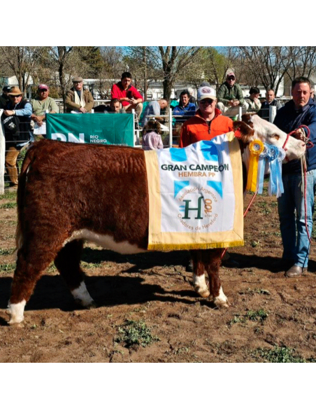 Donante Hereford Txapel X186 Basko Faroltok X126