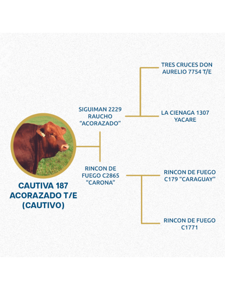 Lote de 24 vaquillonas Brangus preñadas