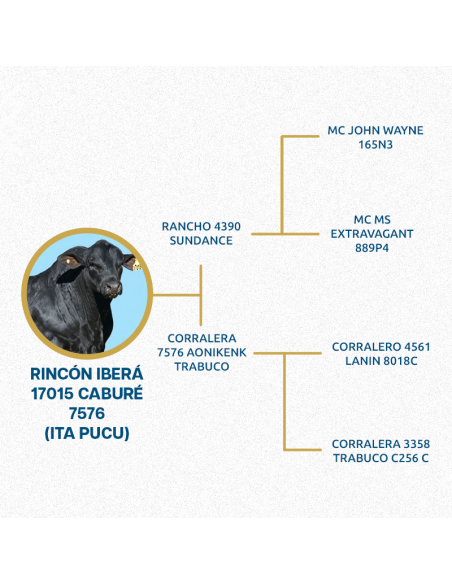 Lote de 24 vaquillonas Brangus preñadas