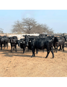 Lote de 24 vaquillonas Brangus preñadas