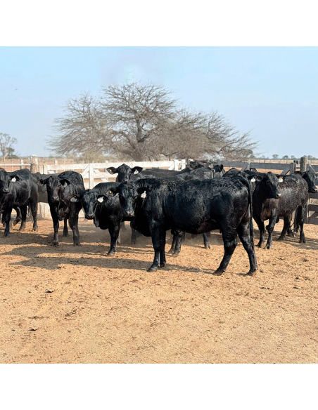 Lote de 24 vaquillonas Brangus preñadas