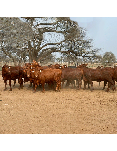 Lote de 24 vaquillonas Brangus preñadas