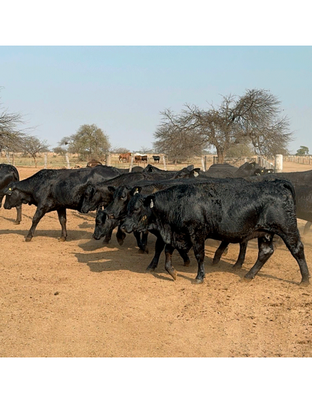 Lote de 24 vaquillonas Brangus preñadas