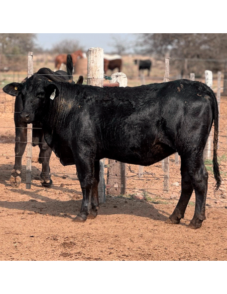 Lote de 24 vaquillonas Brangus preñadas