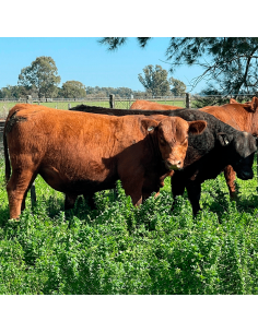 Lote de 7 toros Angus PP