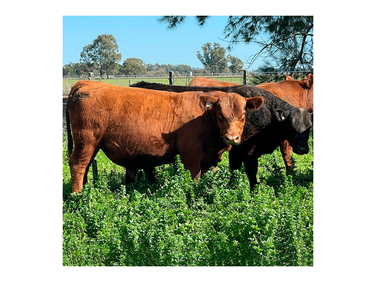 Lote de 7 toros Angus PP