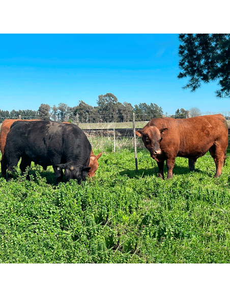 Lote de 7 toros Angus PP