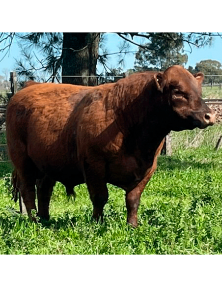 Lote de 7 toros Angus PP