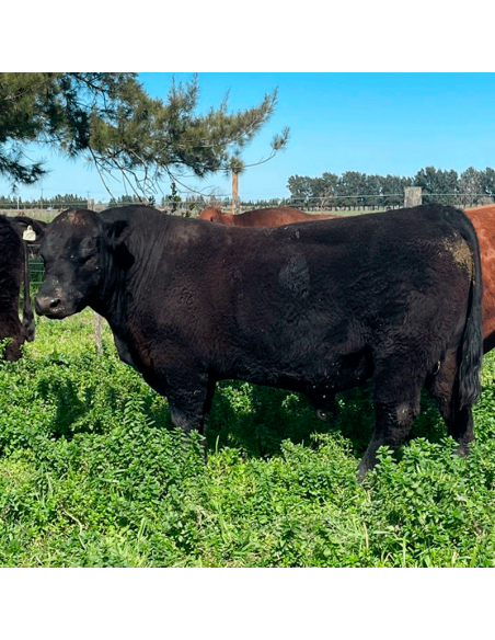 Lote de 7 toros Angus PP