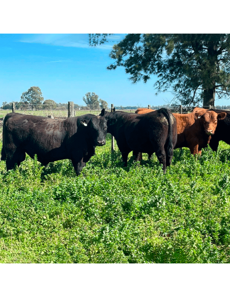 Lote de 7 toros Angus PP