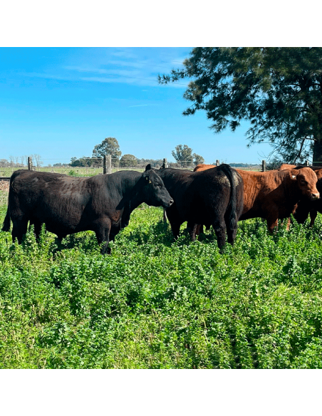 Lote de 7 toros Angus PP