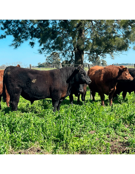 Lote de 7 toros Angus PP