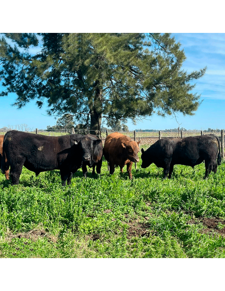 Lote de 7 toros Angus PP