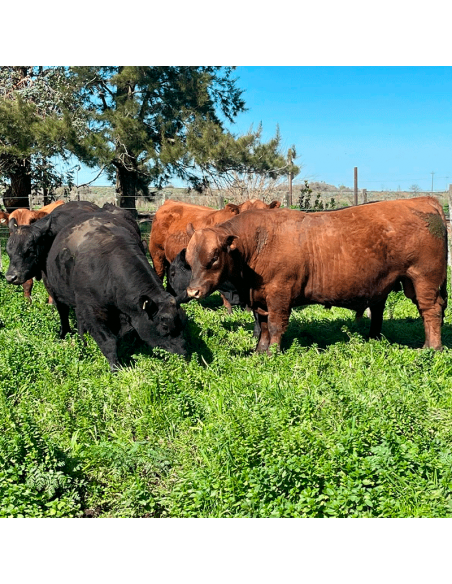 Lote de 7 toros Angus PP