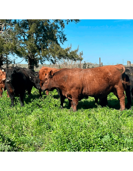 Lote de 7 toros Angus PP